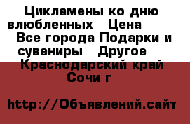 Цикламены ко дню влюбленных › Цена ­ 180 - Все города Подарки и сувениры » Другое   . Краснодарский край,Сочи г.